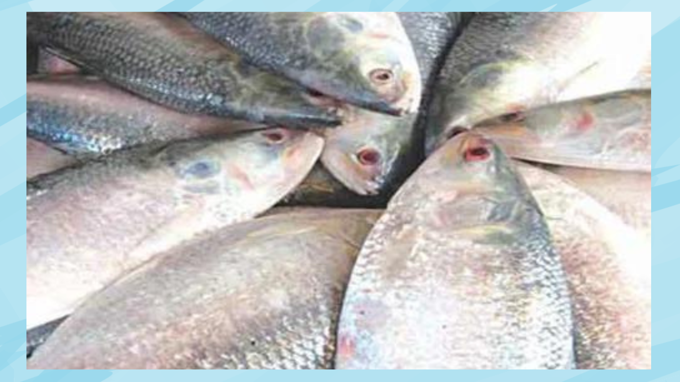 Ilish Fish Price