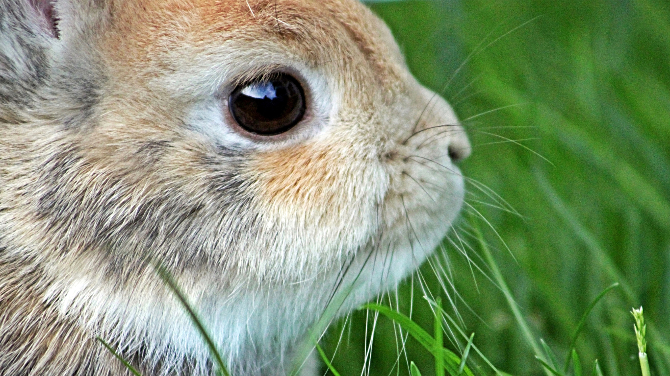 Netherland Rabbits for Sale