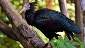 Top 10 Endangered Birds in 2025