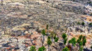 Effects of Deforestation on Animals