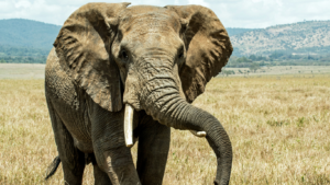 African Elephant vs Asian Elephant: A Fascinating Comparison
