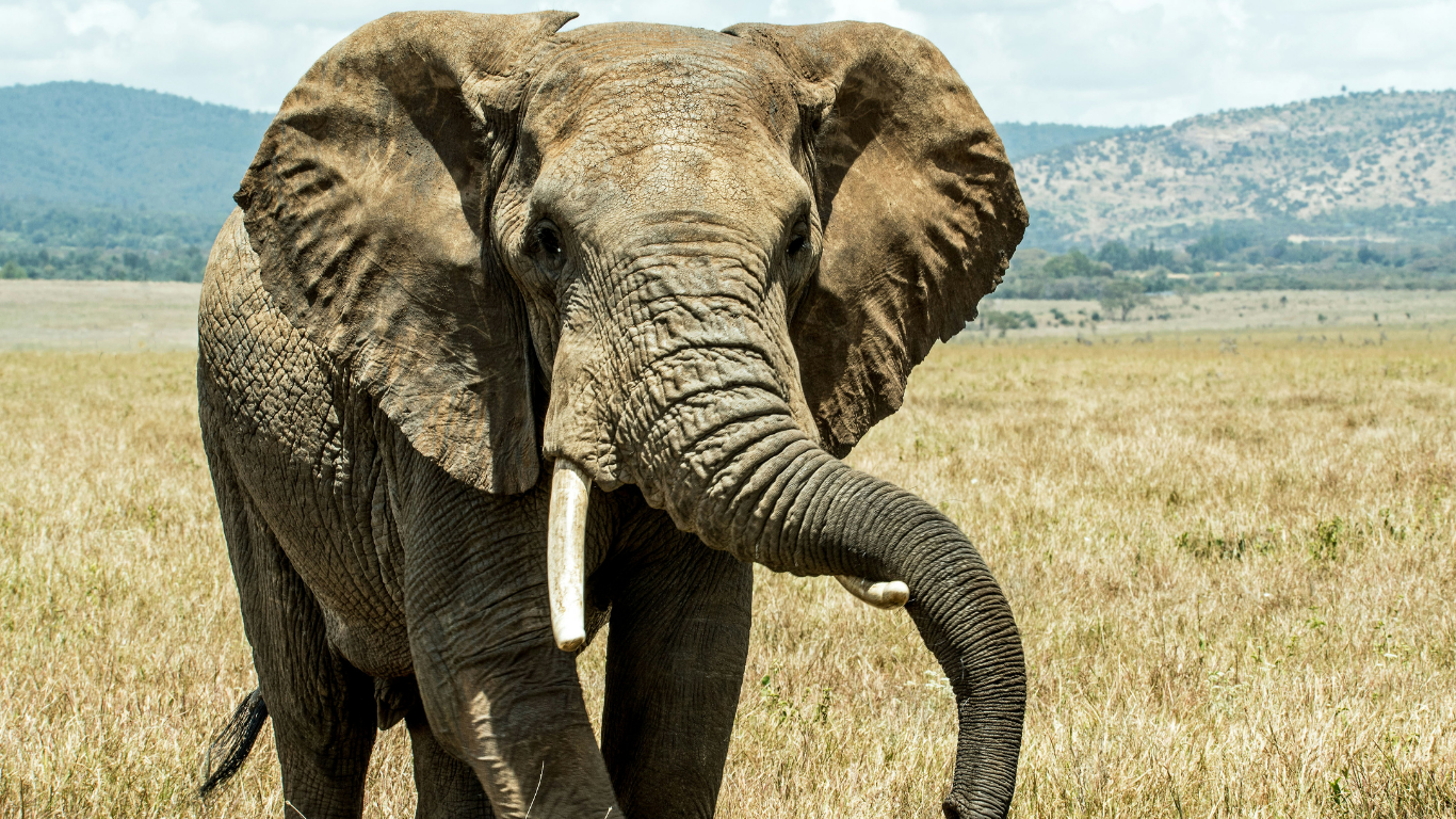 African Elephant vs Asian Elephant: A Fascinating Comparison